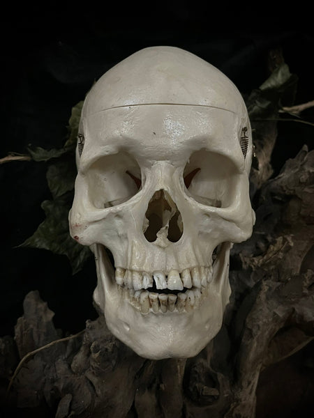 A human medical skull