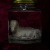 Wet Specimen “Foetal Piglet”