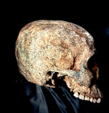 A human skull