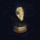 “Hedgehog skull” in a glass dome