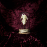 “Hedgehog skull” in a glass dome