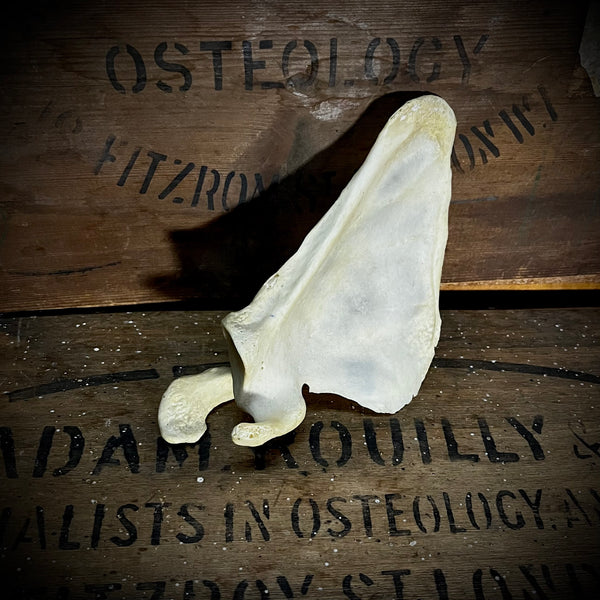 Human scapula (shoulder blade)