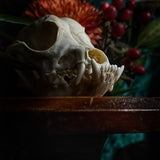 Dog Skull - “Mongrel” With Prominent Underbite