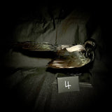 Item 4. Taxidermy magpie