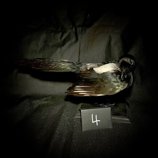 Item 4. Taxidermy magpie