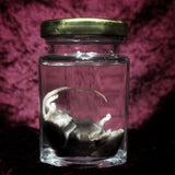 Wet Specimen “Brown Mouse”