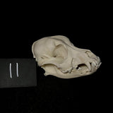 Item 11. Dog skull