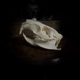 North American Porcupine Skull