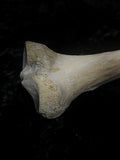 Human tibia (shinbone)
