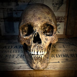 Human skull with mandible
