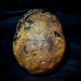 Item 11. Human skull with mandible