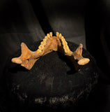 A mandible