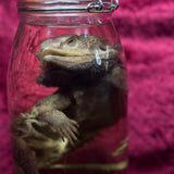 Wet Specimen “Bearded Dragon”