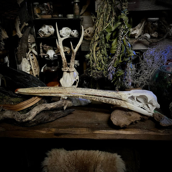 Great white pelican skull