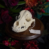 Dog Skull - A Male “Corgi”