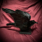Taxidermy crow