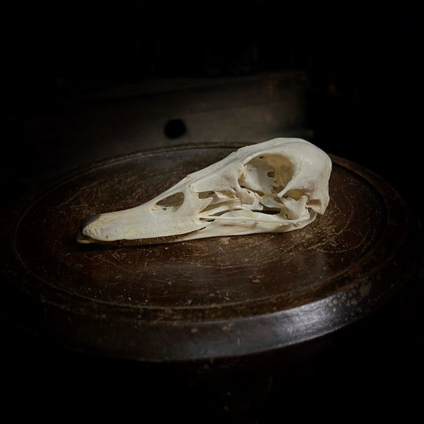 Duck Skull