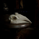 Trumpeter Hornbill Skull