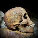 Human skull with mandible