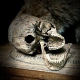 Human skull with mandible.