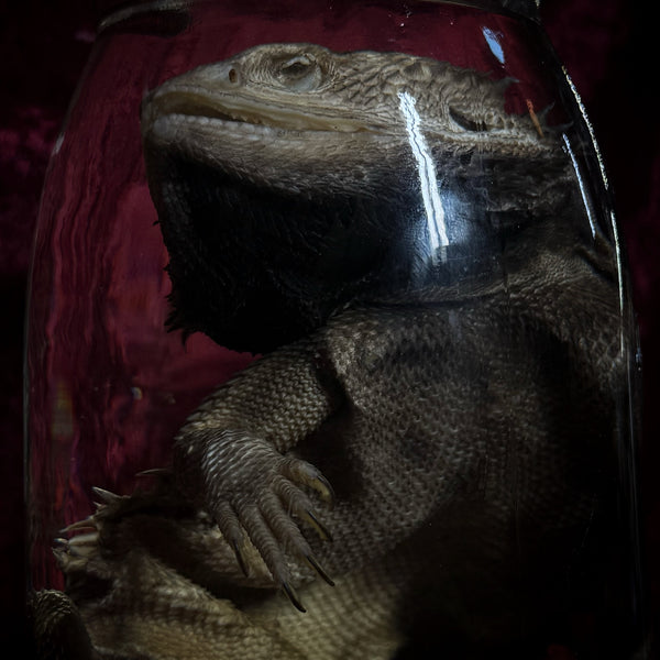 Wet Specimen “Bearded Dragon”