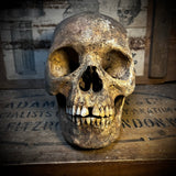 Human skull with mandible