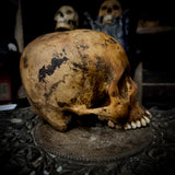 Human skull *COMPETITION*