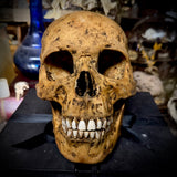 Human skull with mandible