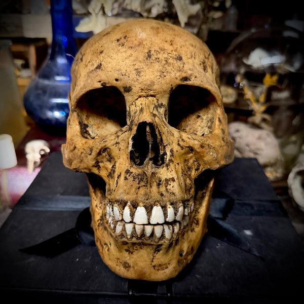 Human skull with mandible