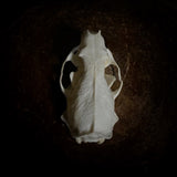 Mink Skull