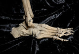 Articulated lower leg with foot