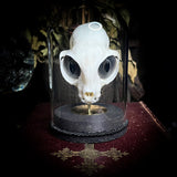 Hades the All Seeing Cat