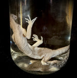 Item 8. Leopard gecko wet specimen