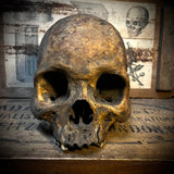 Human skull
