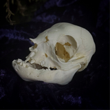 Deformed piglet Skull