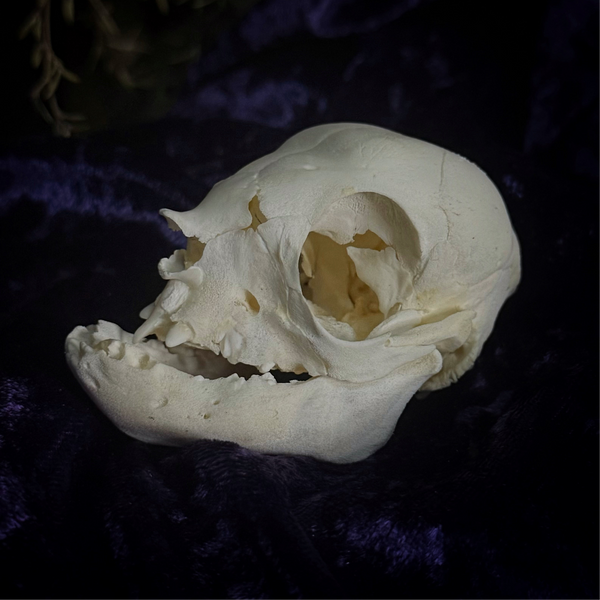 Deformed piglet Skull