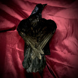 Taxidermy Rook