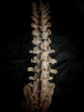 Articulated human spine