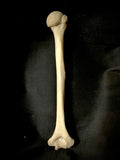 Human humerus bone