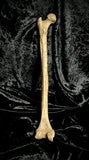 Human femur bone