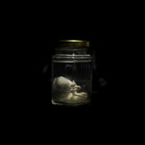 Wet Specimen “White Mouse”