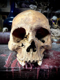 Human skull