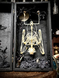 Fruit Bat Skeleton - Curio Box