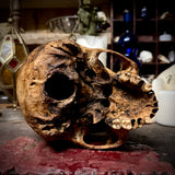 Human skull with trauma