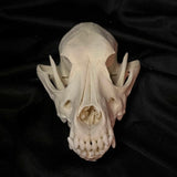 Item 16. Dog skull