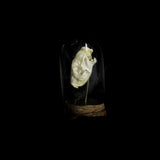 “Hedgehog skull” in a glass dome