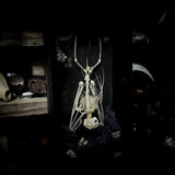 Fruit Bat Skeleton - Curio Box