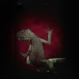 Wet Specimen “Leopard Gecko”