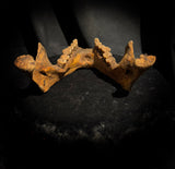A mandible