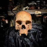 Human skull